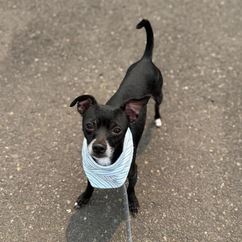 An adult small-sized male Black Chihuahua dog named Francis for adoption in Newberg, OR