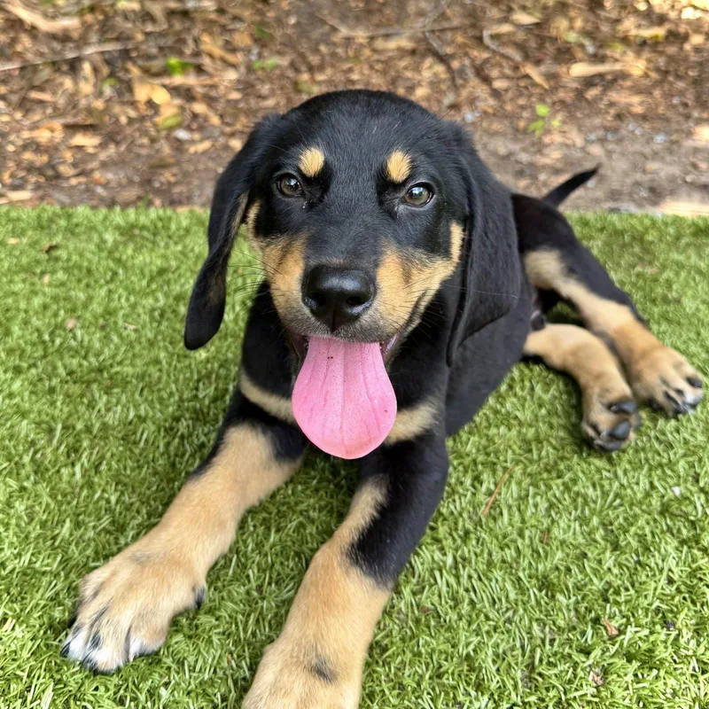A young medium-sized male Mixed Breed dog named BBQ Sauce for adoption in Hilton Head Island, SC