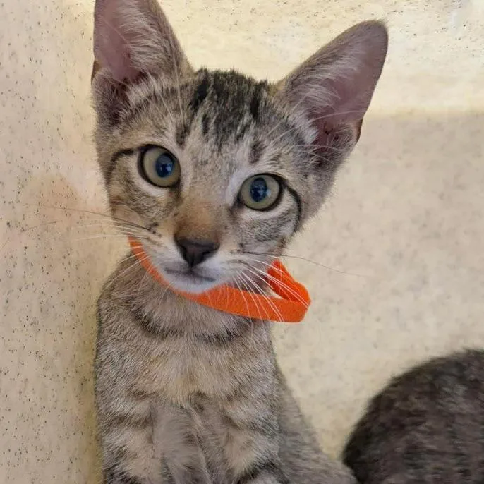 A baby small-sized male Brown / Chocolate Domestic Short Hair cat named Speedrun for adoption in Austin, TX