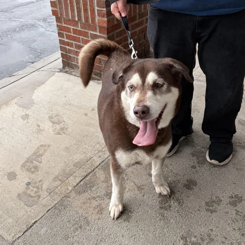 An adult large-sized male Red / Chestnut / Orange Husky dog named Ryu for adoption in Rensselaer, NY