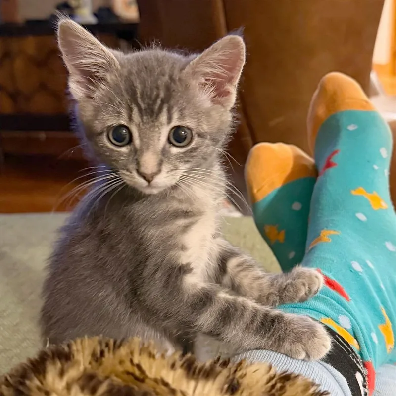 A baby small-sized male Domestic Short Hair cat named Flik for adoption in Hailey, ID