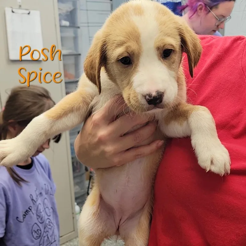 Posh Spice