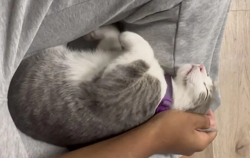 A baby medium-sized male Domestic Short Hair cat named Fava for adoption in tucson, AZ