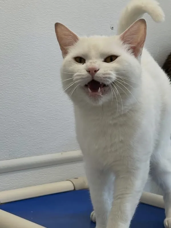 An adult medium-sized male White Domestic Short Hair cat named Casper for adoption in Faribault, MN