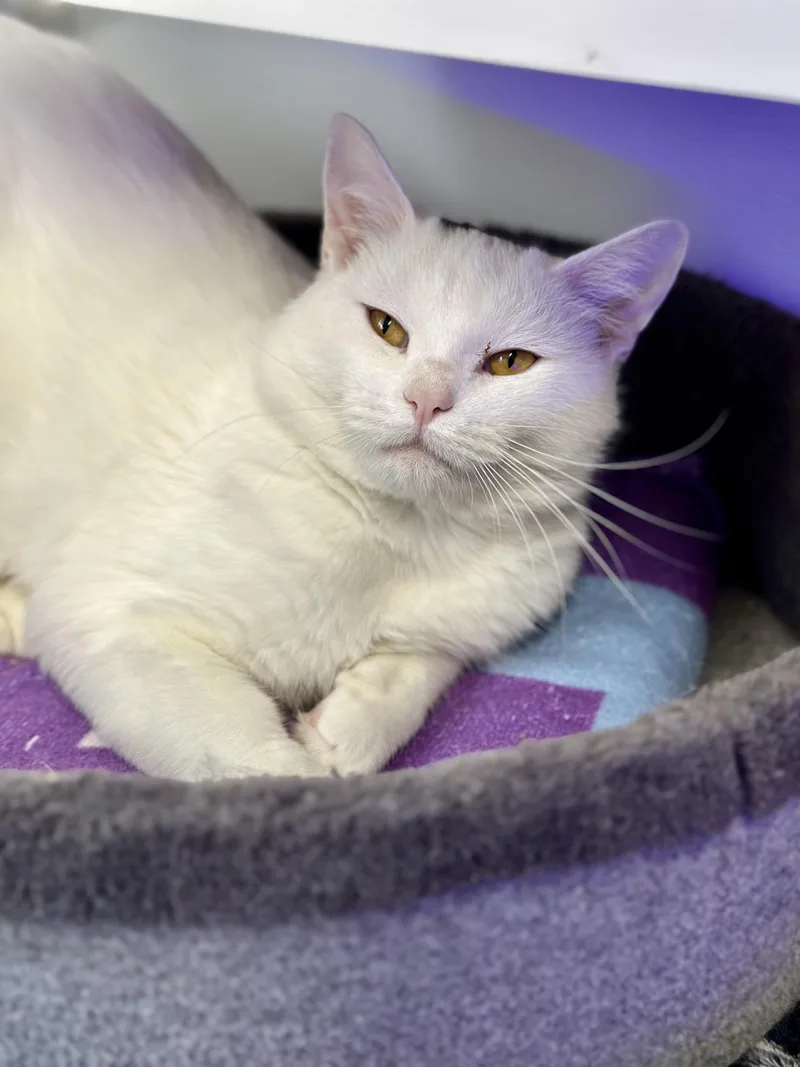Casper thumbnail 2