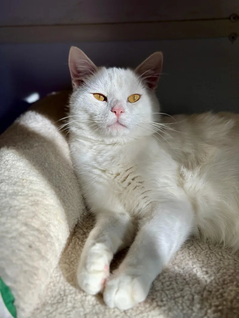 Casper thumbnail 3