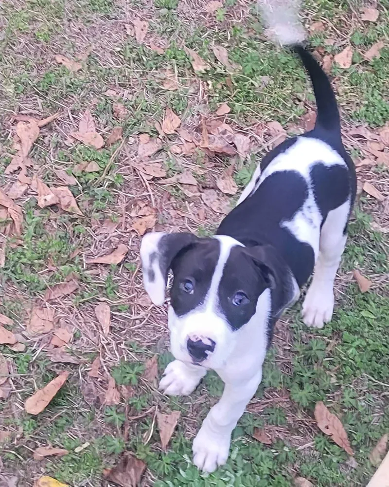 Orchid Zelda's Litter