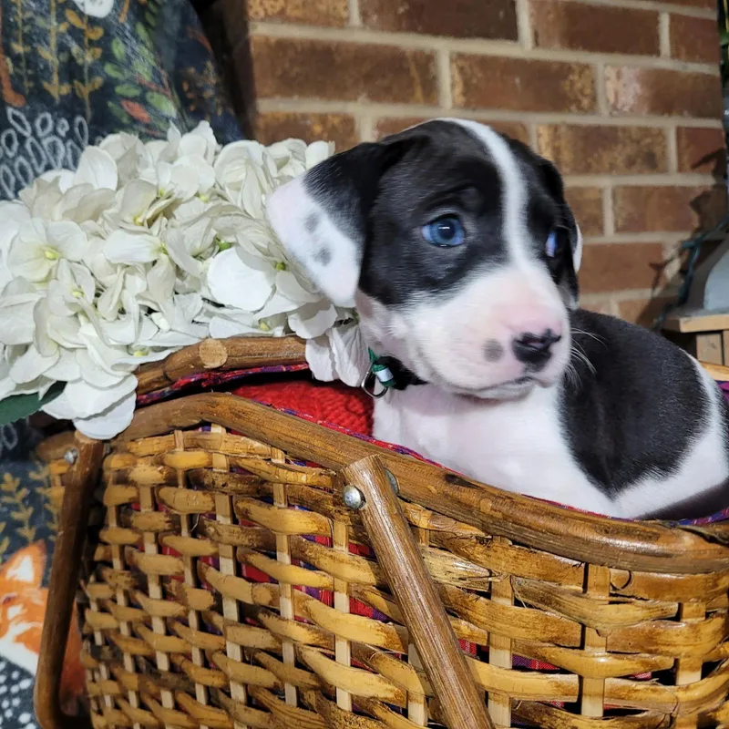 Orchid  Zelda's Litter thumbnail 2