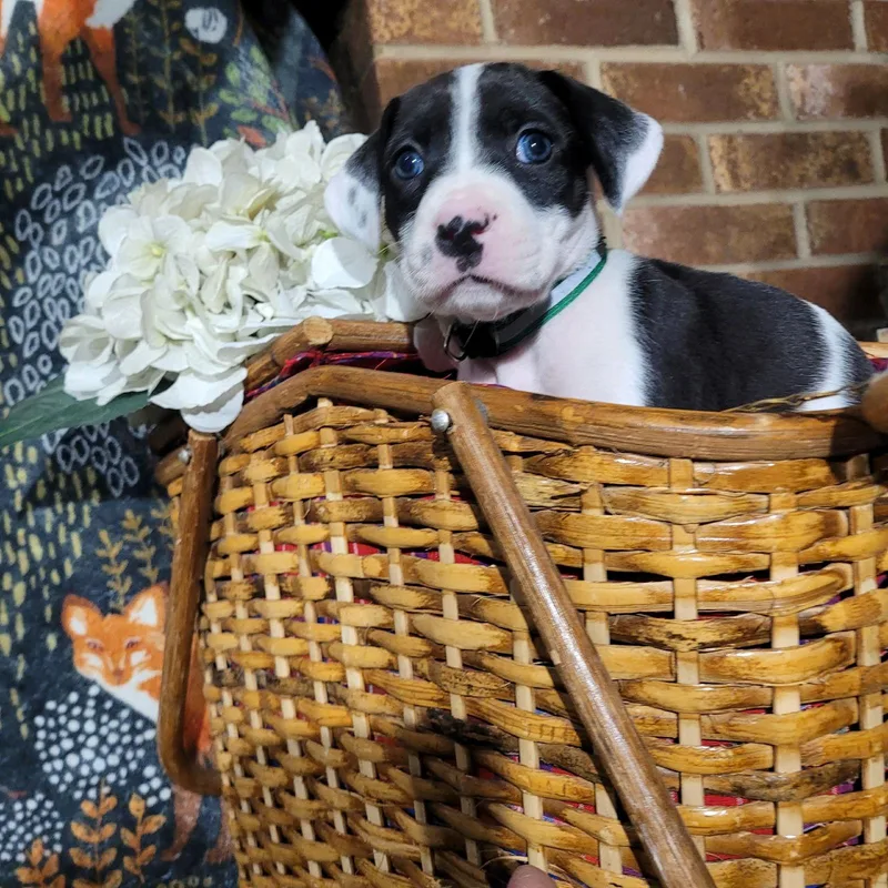 Orchid  Zelda's Litter thumbnail 3