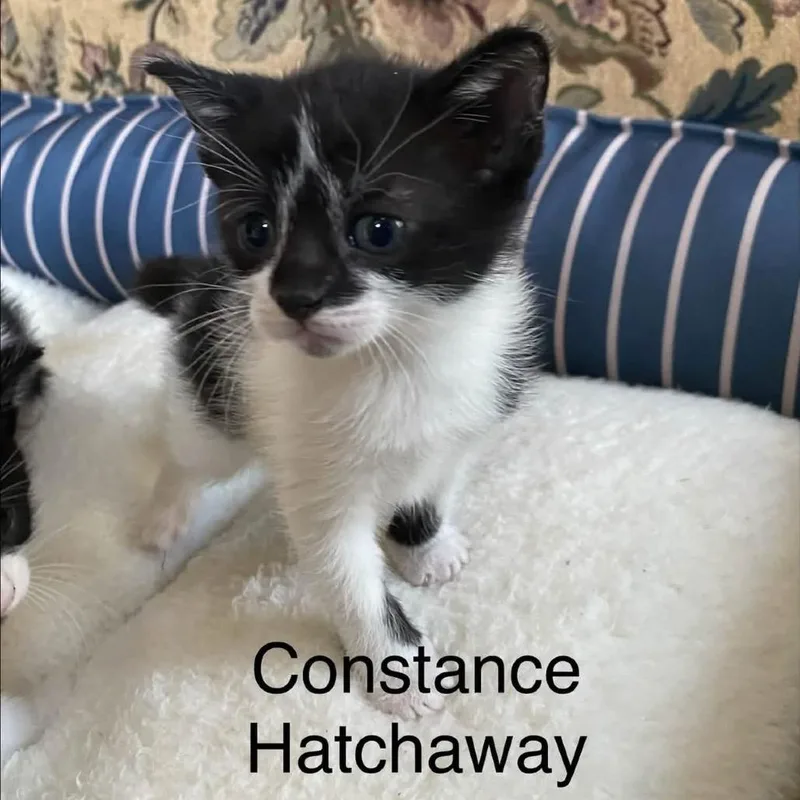 A baby small-sized female Black Domestic Short Hair cat named Constance Hatchaway for adoption in Mentor, OH