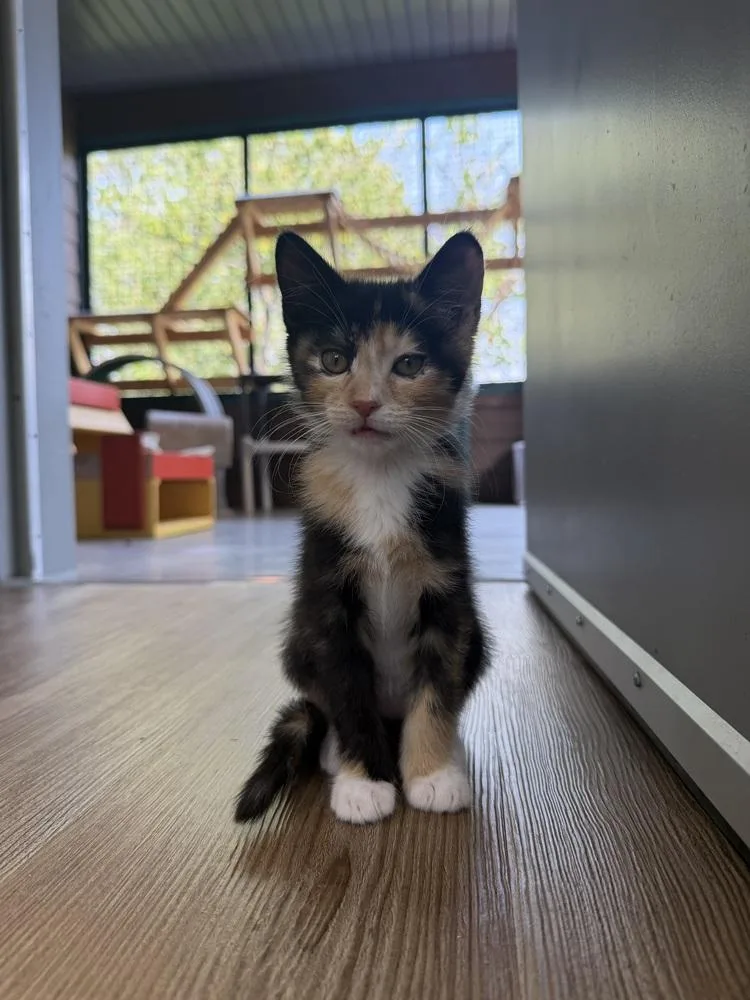 A baby small-sized female Black & White / Tuxedo Domestic Short Hair cat named Banks for adoption in Salmon, ID