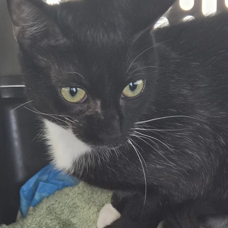A baby medium-sized female Black & White / Tuxedo Domestic Short Hair cat named Liza for adoption in Evanston, IL