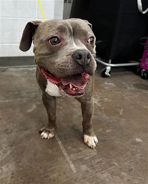 An adult large-sized male Mixed Breed dog named Tatum for adoption in Dallas, TX