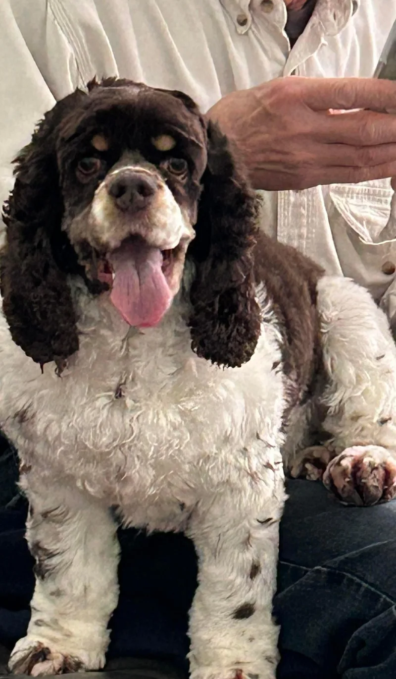 An adult small-sized female Brown / Chocolate Cocker Spaniel dog named Posey for adoption in Westwood, NJ