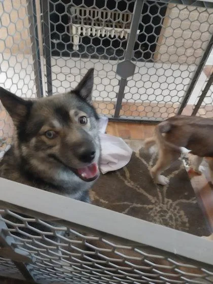 An adult medium-sized female Norwegian Elkhound dog named Sheba for adoption in Parma, OH