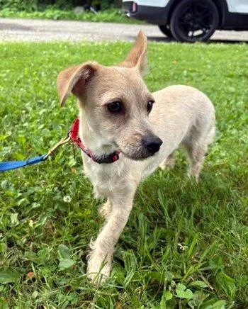 A baby small-sized male Yellow / Tan / Blond / Fawn Chihuahua dog named Gio for adoption in Bedford Hills, NY