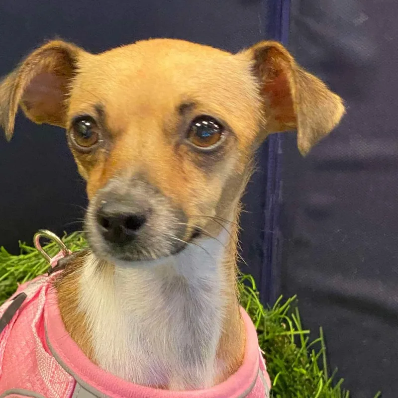 An adult small-sized female Yellow / Tan / Blond / Fawn Chihuahua dog named Ashley for adoption in Las Vegas, NV