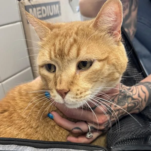 Percival Bonded Buddy With