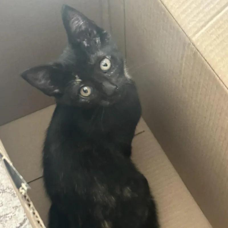 A baby medium-sized female Tortoiseshell Domestic Short Hair cat named Corrine for adoption in Liverpool, TX