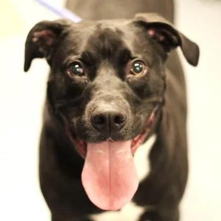 An adult large-sized male Black Labrador Retriever dog named 26-00729 for adoption in Fredericksburg, VA