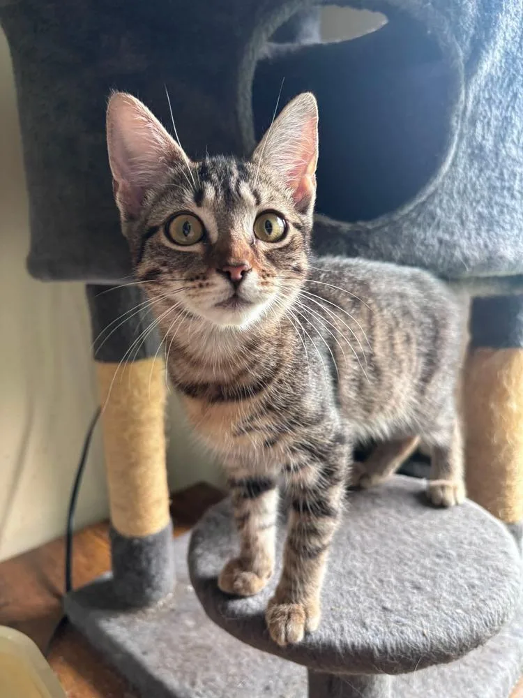 A baby small-sized female Domestic Short Hair cat named Pumpkin for adoption in Milton, DE