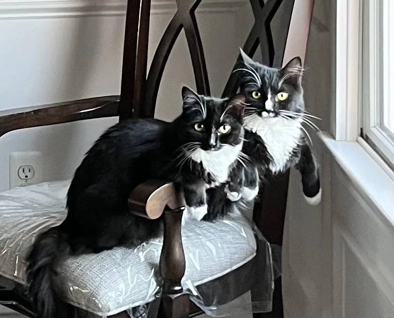 Capri & Domino