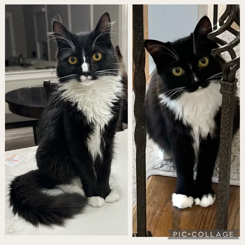 Capri & Domino thumbnail 3