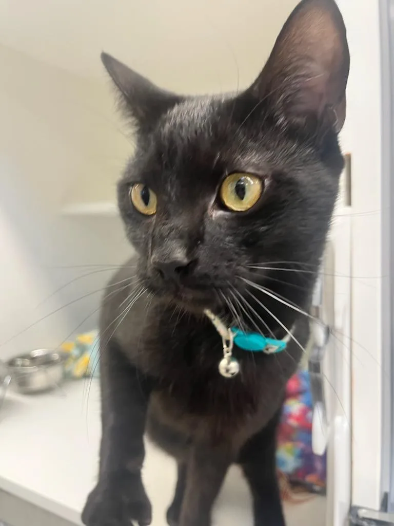 A young large-sized male Black Domestic Short Hair cat named Brownie for adoption in Manassas, VA