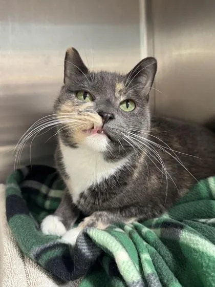 A young medium-sized female Calico Domestic Short Hair cat named Clawdette for adoption in Tinley Park, IL