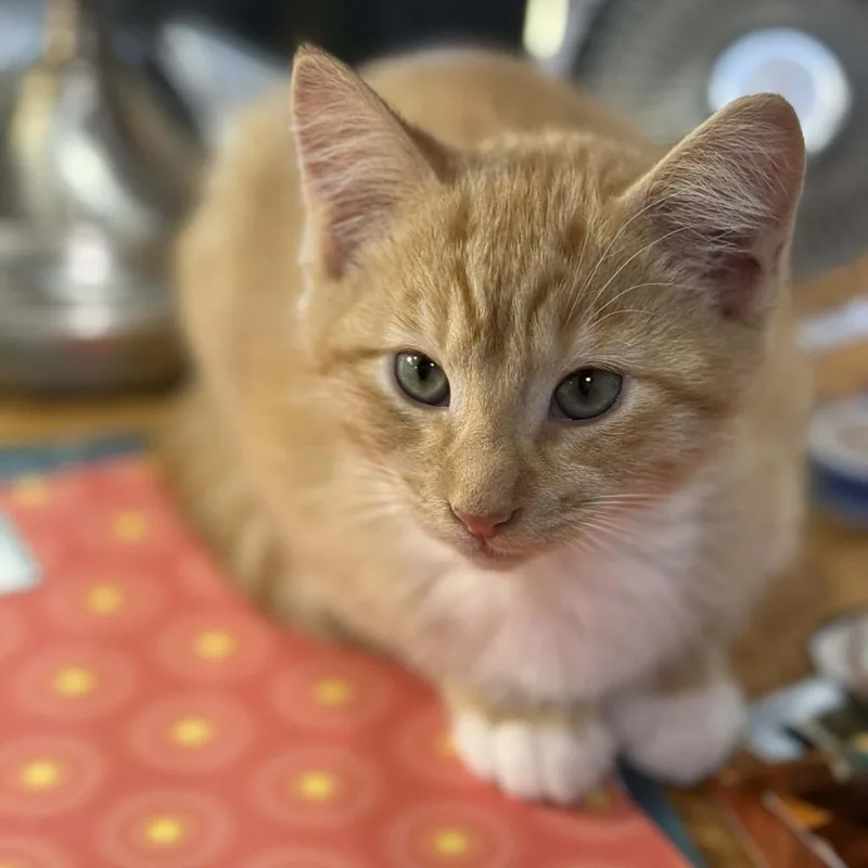 A baby small-sized male Domestic Medium Hair cat named Red for adoption in Allyn, WA