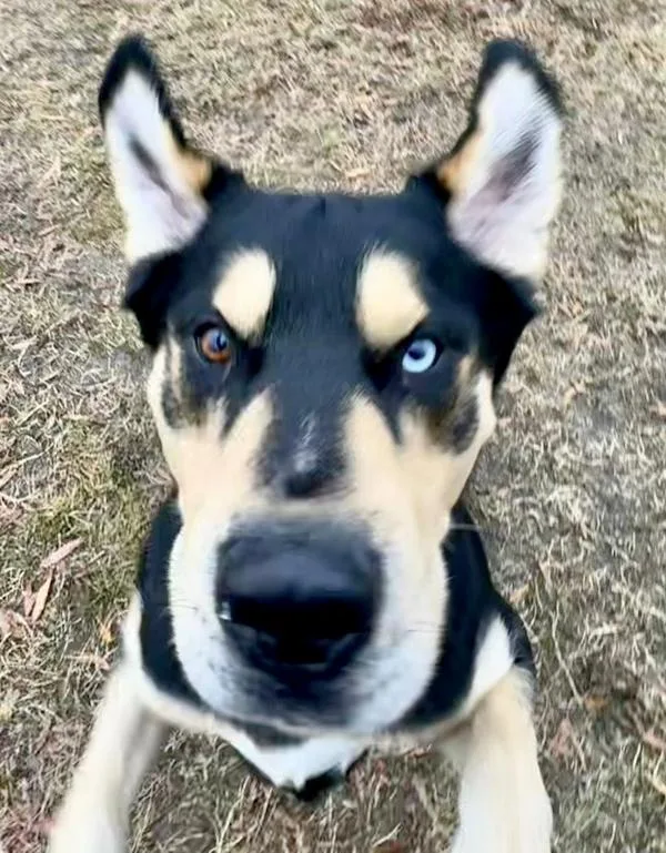 An adult large-sized male Shepherd dog named Danger for adoption in Millersville, MD