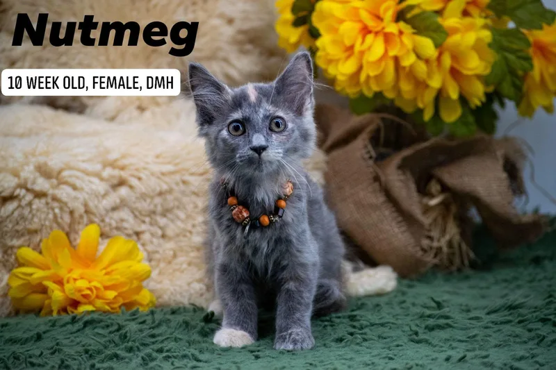 A baby small-sized female Dilute Tortoiseshell Domestic Medium Hair cat named Nutmeg for adoption in Sevierville, TN