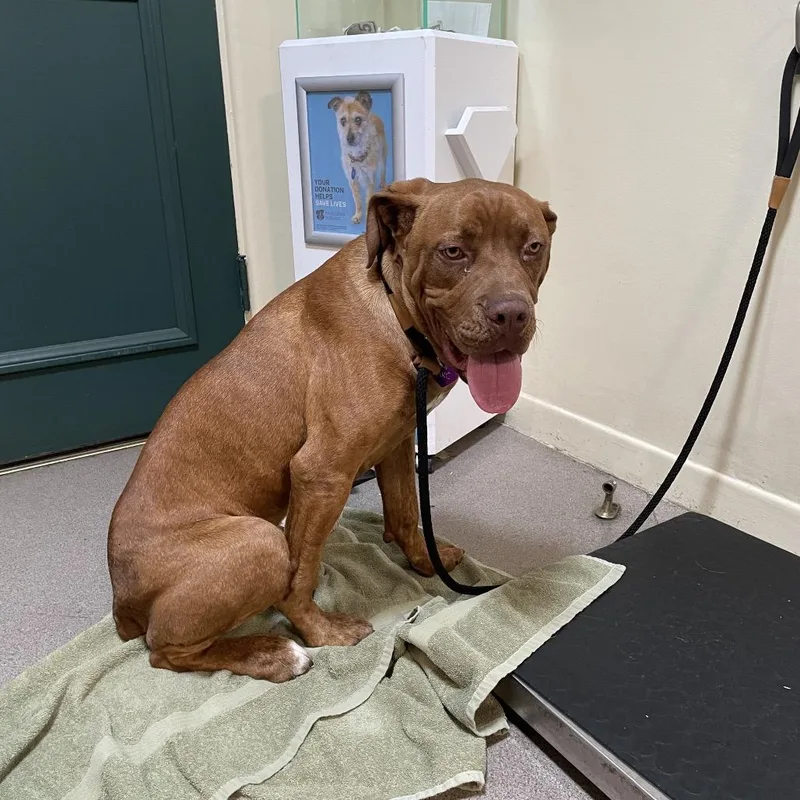 An adult large-sized male Red / Chestnut / Orange Pit Bull Terrier dog named Cannoli for adoption in Pasadena, CA