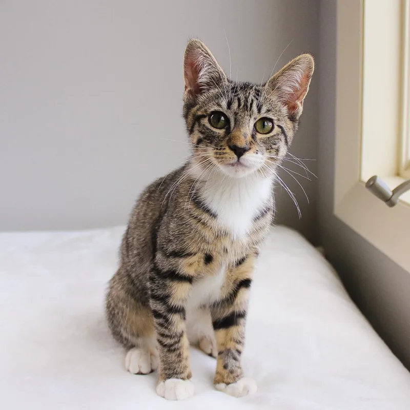 A baby medium-sized female Tabby cat named Nicoletta for adoption in Wayne, NJ