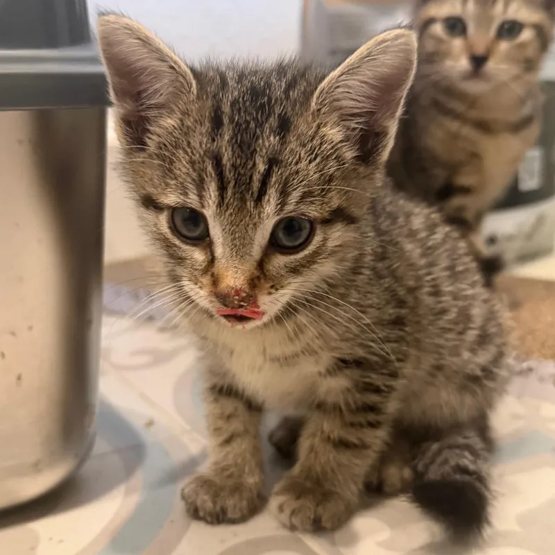 A baby small-sized male Brown / Chocolate Domestic Short Hair cat named Zip for adoption in Missouri City, TX