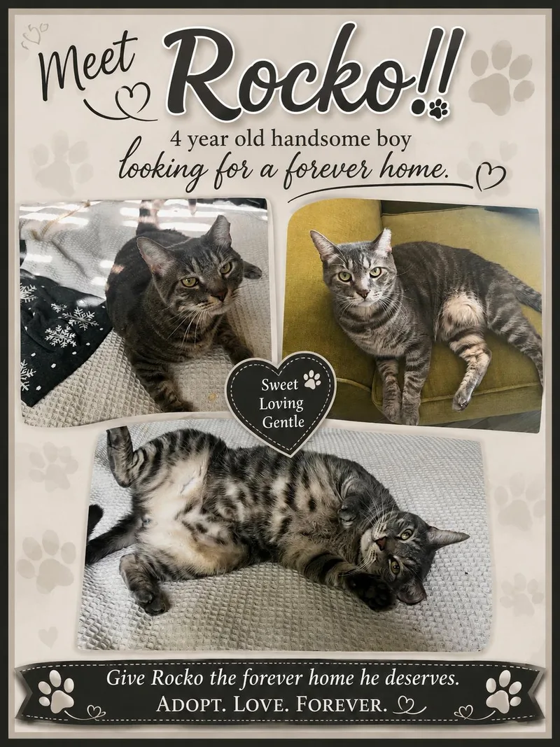 An adult medium-sized male Domestic Short Hair cat named Rocko for adoption in Fort Worth, TX