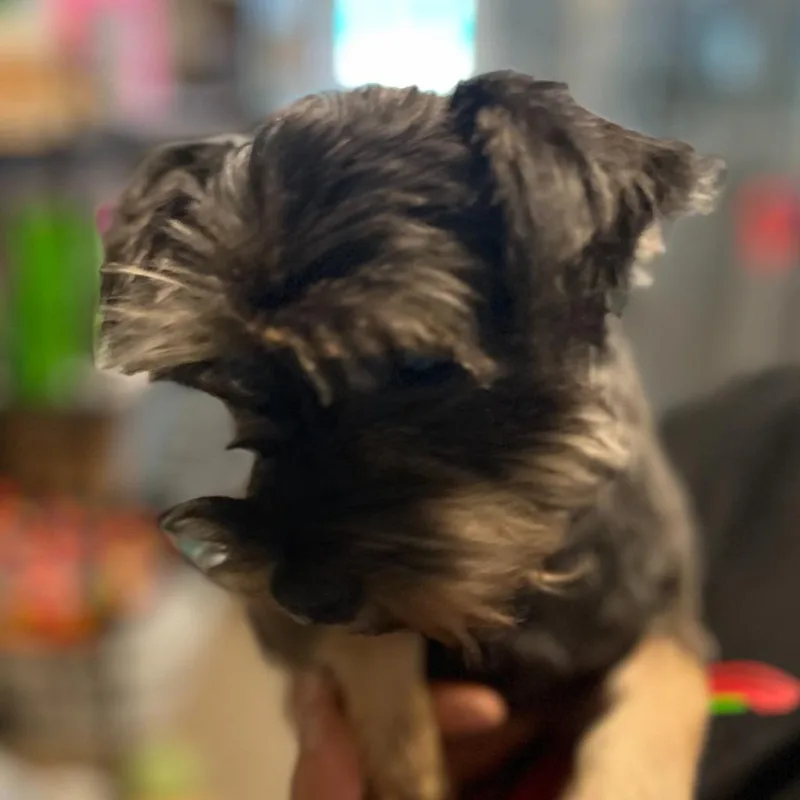 An adult medium-sized female Schnauzer dog named Avery for adoption in Eastsound, WA