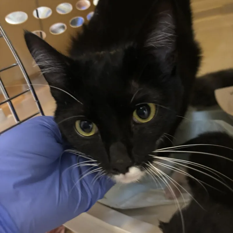 A young small-sized female Black Domestic Short Hair cat named Wendy for adoption in Kanab, UT