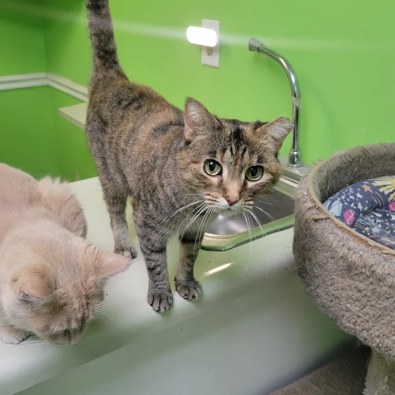 An adult medium-sized female Torbie Domestic Short Hair cat named Ms. Dapper for adoption in Memphis, TN