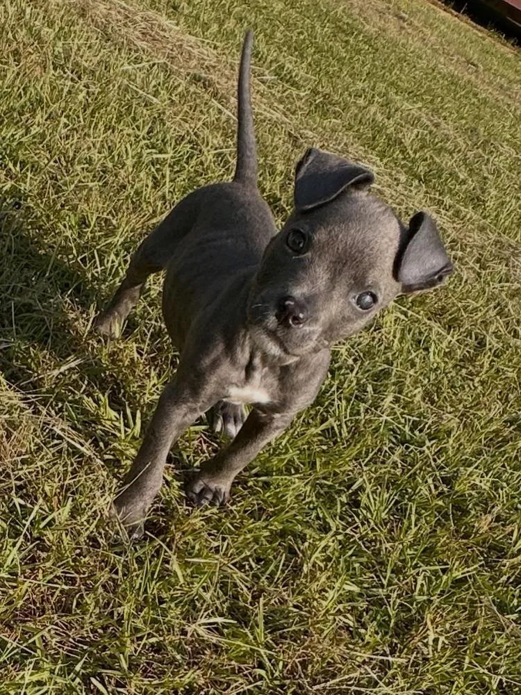 A baby small-sized female Pit Bull Terrier dog named Minnie Mouse for adoption in Troy, AL