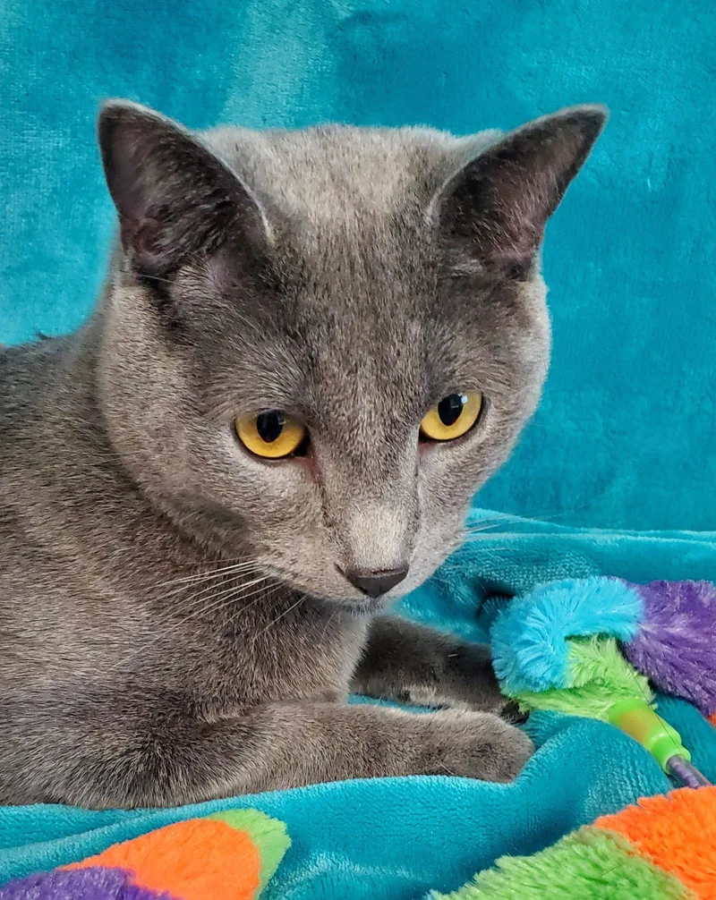 An adult large-sized male Gray / Blue / Silver Domestic Short Hair cat named Blueboy for adoption in Greenville, IL