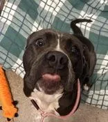 An adult large-sized female Pit Bull Terrier dog named Amy for adoption in Blue Springs, MO