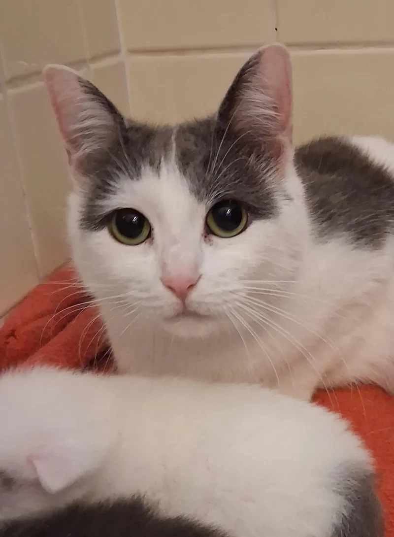 An adult medium-sized female Gray & White Domestic Short Hair cat named Dove for adoption in Greenville, NC