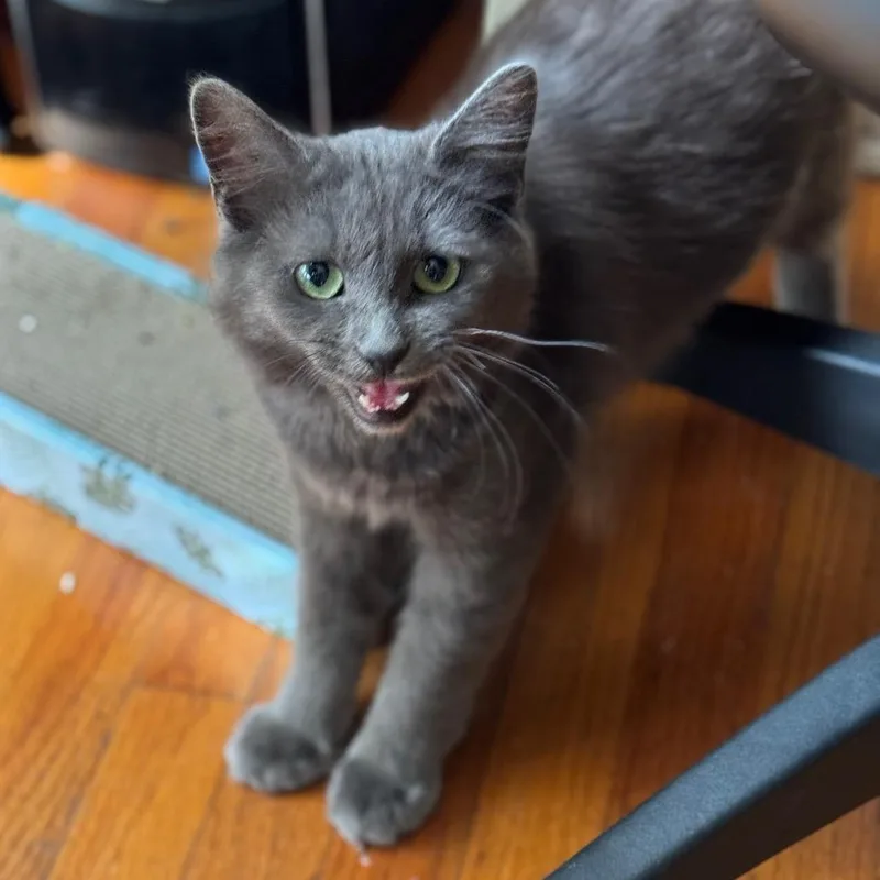 A baby small-sized female Gray / Blue / Silver Domestic Medium Hair cat named Ivy for adoption in Los Angeles, CA