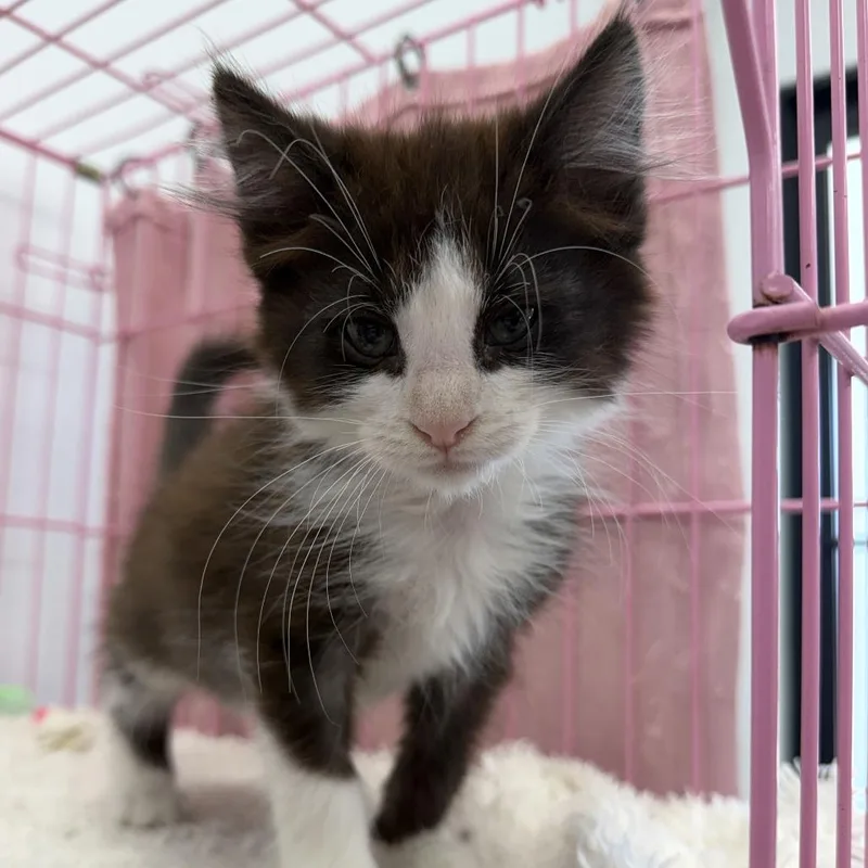 A baby small-sized male Black Domestic Medium Hair cat named Pizza Crust for adoption in Dayton, OH