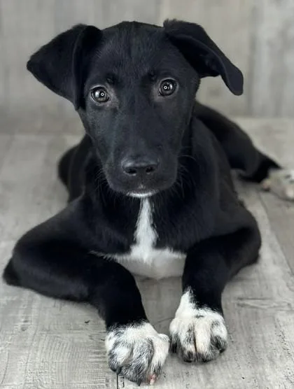 An adult small-sized male Labrador Retriever dog named Tuxie for adoption in Shreveport, LA