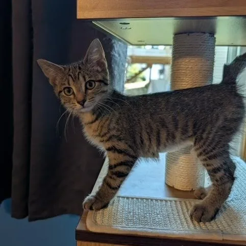 A baby small-sized female Tabby (Brown / Chocolate) Domestic Short Hair cat named Anabelle for adoption in Hudsonville, MI