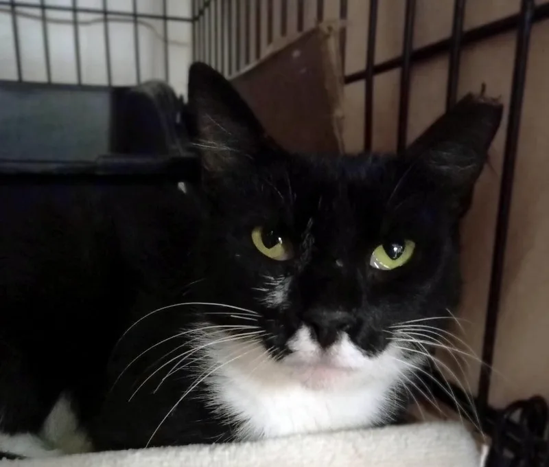 A young medium-sized female Black & White / Tuxedo Domestic Short Hair cat named Cricket for adoption in Lemoyne, PA