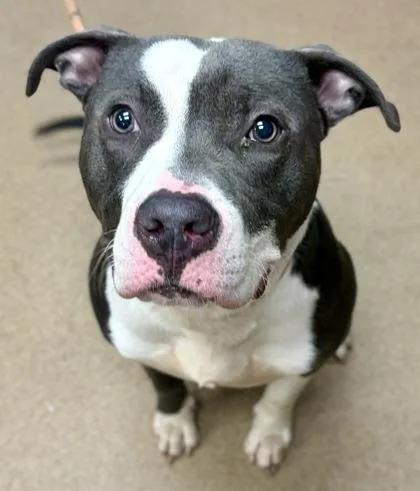 A young large-sized male Mixed Breed dog named Joshua for adoption in Chamblee, GA