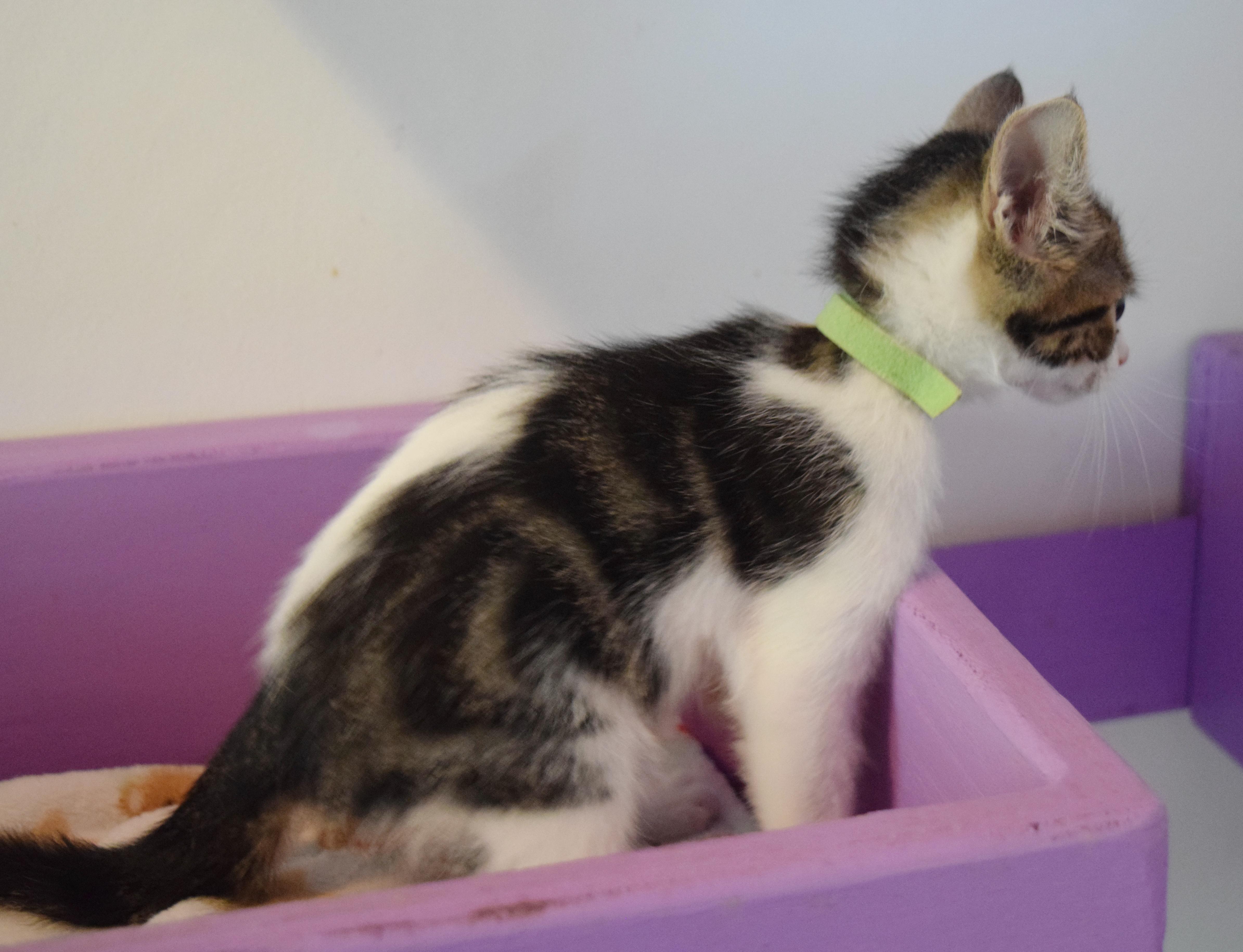 A baby medium-sized male Domestic Short Hair cat named Hubba Bubba for adoption in Bulverde, TX